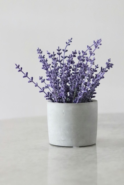 Das Bild zeigt violette Blüten und symbolisiert Vitalität und Schönheit.